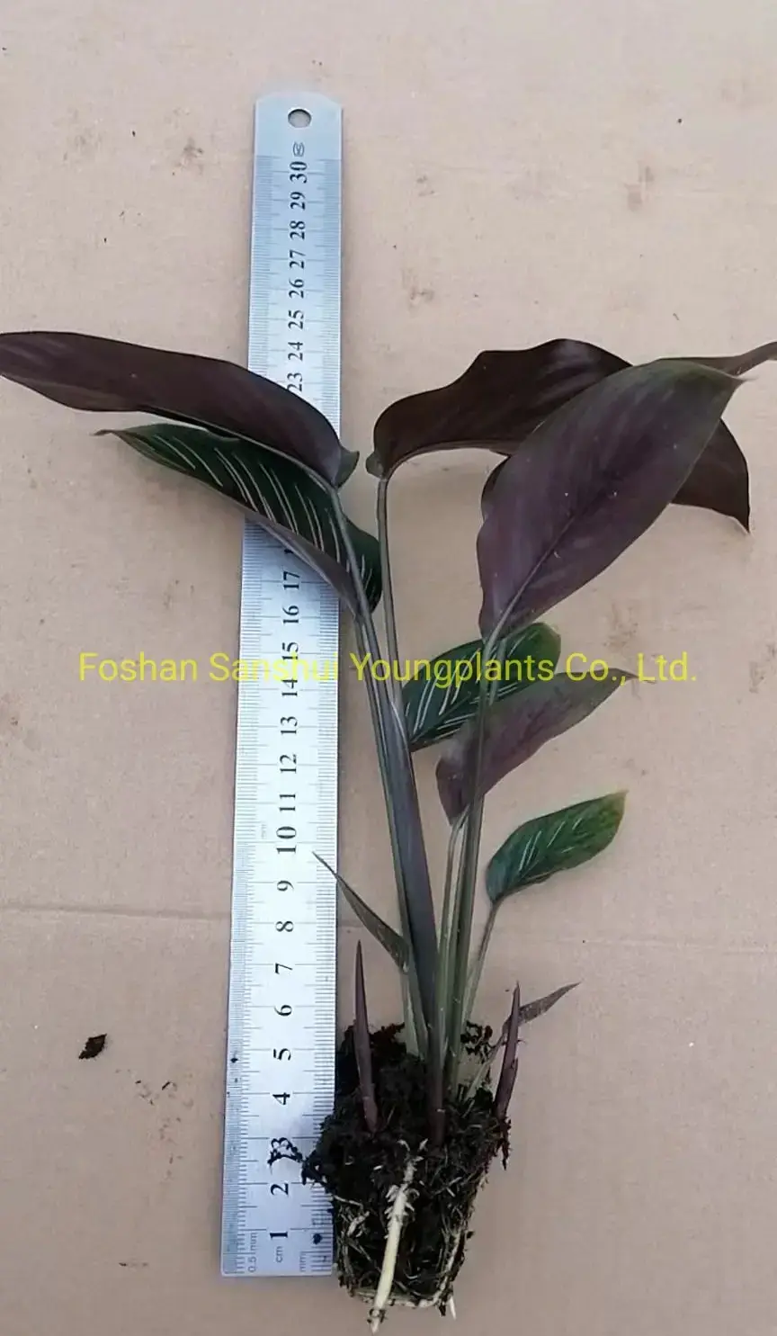 Calathea Tray Plant Wholesale: Top-Quality Tissue Culture & Plug Plants 2