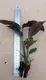 Calathea Tray Plant Wholesale: Top-Quality Tissue Culture & Plug Plants 2