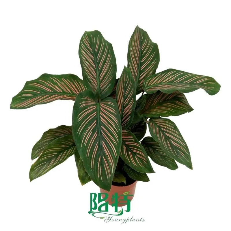 Foshan Youngplants - Wholesale Tray Plant Plugs Supply Growers Nurseries Calathea ornata 'Roseo-lineata' 1