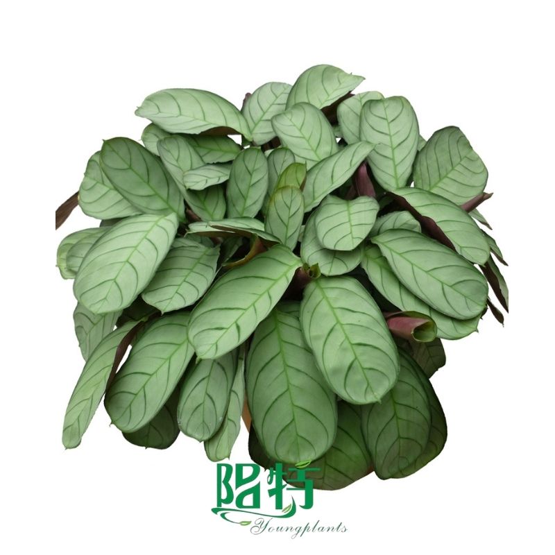 Fully Utilize chinese evergreen aglaonema plant To Enhance Your Business