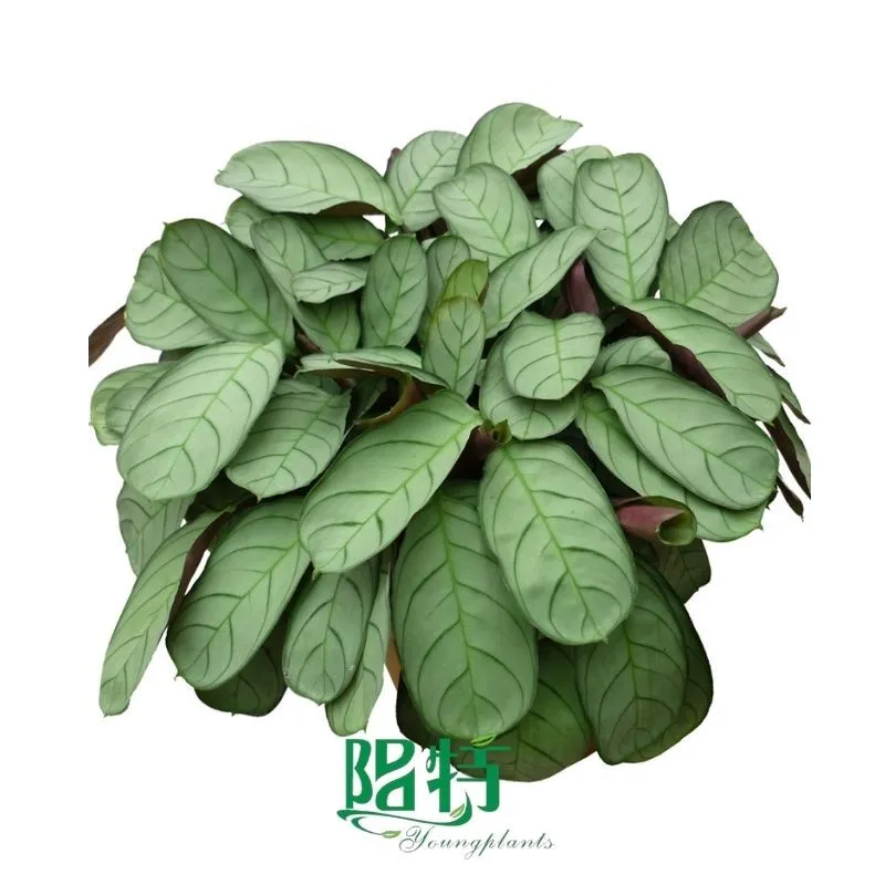 Foshan Youngplants - Wholesale Tray Plant Plugs Supply Growers Nurseries Ctenanthe burle-marxii 'Amagris' 1