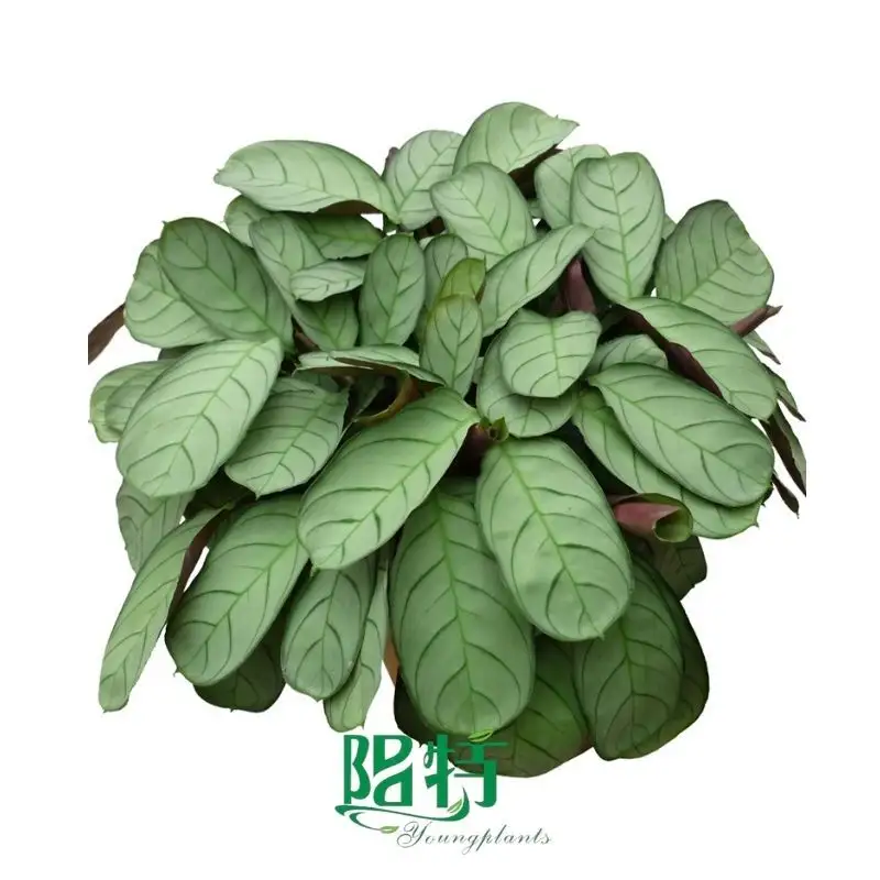 How To Own snow white plant indoor For Free
