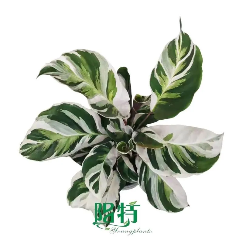 Foshan Youngplants - Wholesale Tray Plant Plugs Supply Varigated Calathea lietzei 'Fusion White' 1