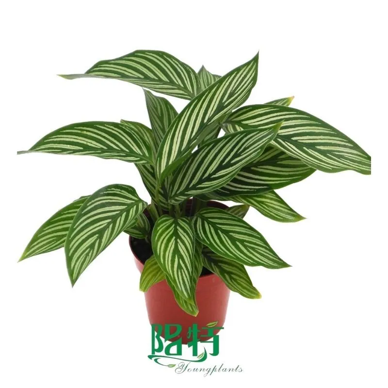 Foshan Youngplants - Wholesale Tray Plant Plugs Supply Growers Nurseries Calathea elliptica(Vittata) 1