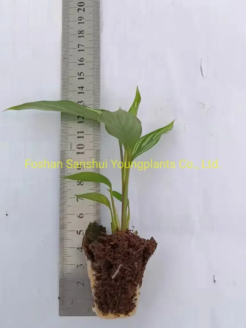 Calathea Leuconeura: High-Quality Tissue Culture and Plug Plants 2