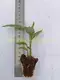 Calathea Leuconeura: High-Quality Tissue Culture and Plug Plants 2
