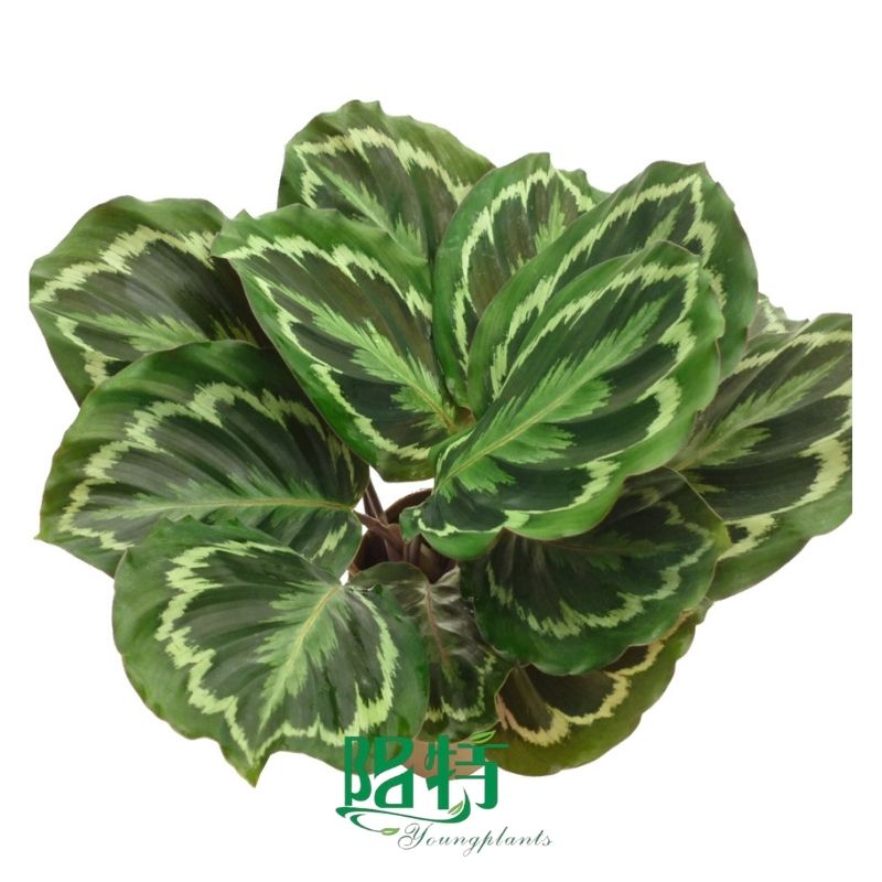 Fully Utilize aglonema plant To Enhance Your Business