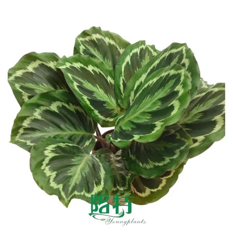 Foshan Youngplants - Wholesale Tray Plant Plugs Supply Growers Nurseries Calathea roseopicta 'Medallion' 1