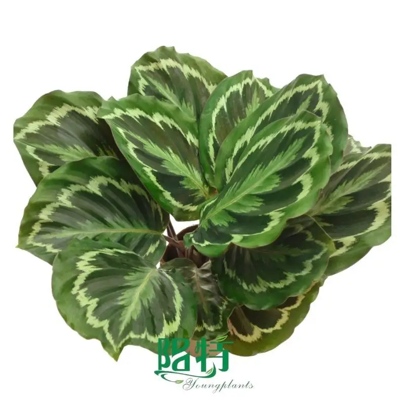 How To Own chinese evergreen pests For Free