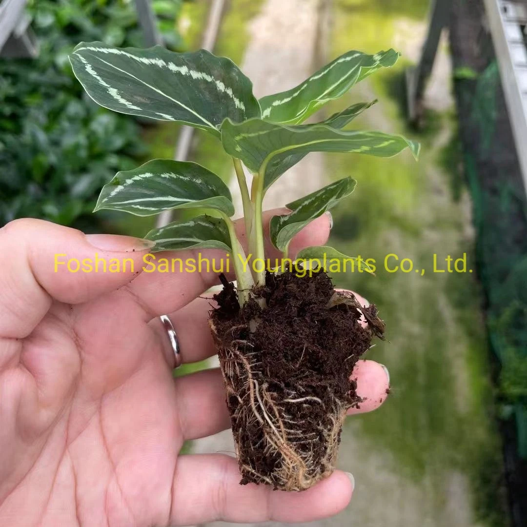 Wholesale calathea prayer plant Supply | Youngplants 3