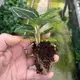 Calathea Youngplants: Quality Tissue Culture & Plug Plants 2
