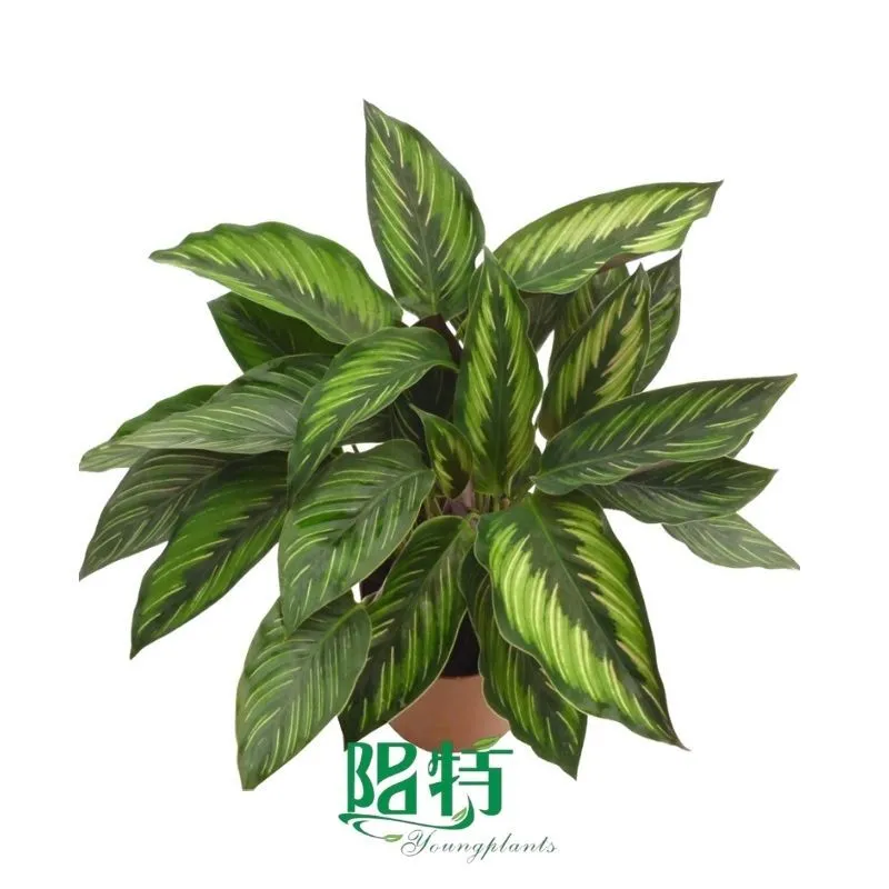 Foshan Youngplants - Wholesale Tray Plant Plugs Supply Growers Nurseries Calathea ornata 'Beautiful Star' 1