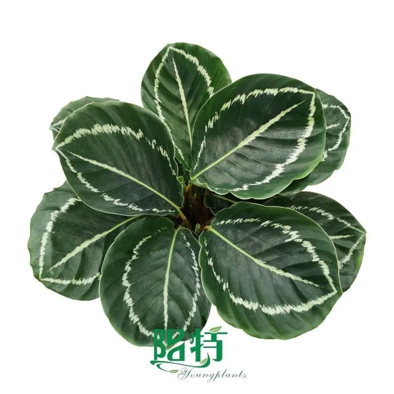Foshan Youngplants - Wholesale Tray Plant Plugs Supply Growers Nurseries Calathea Bicajoux 'New Beauty' 1
