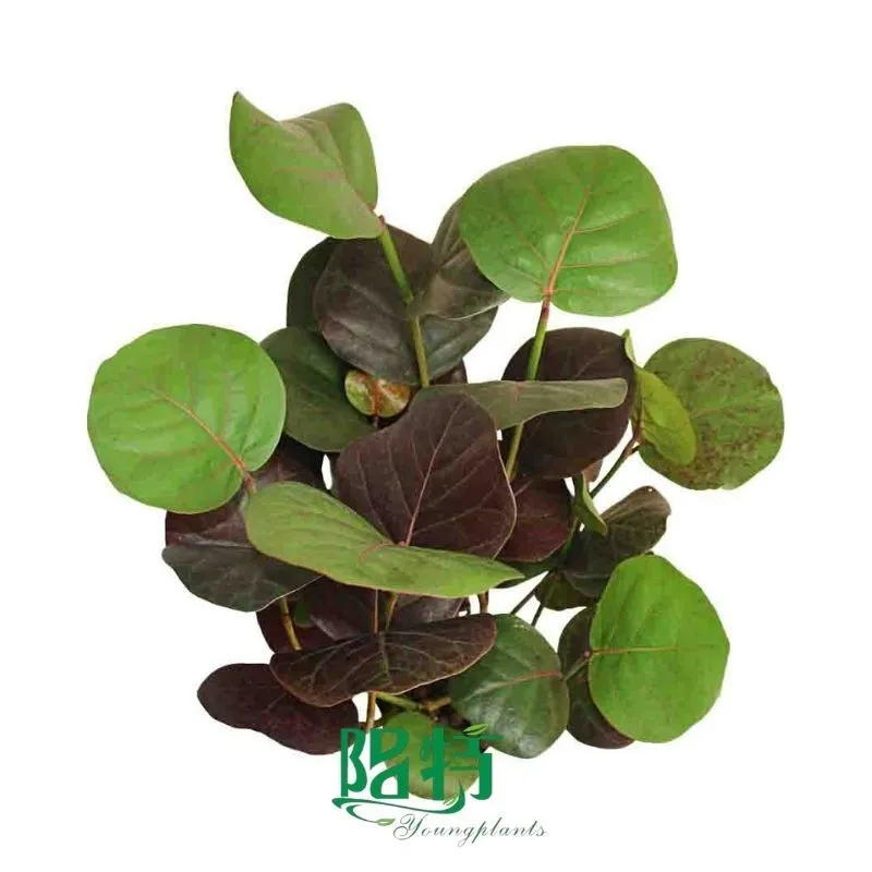 Foshan Youngplants - Wholesale Live Plants Supplier for Growers Tissue Culture Plugs Polygonaceae Coccoloba uvifera 1