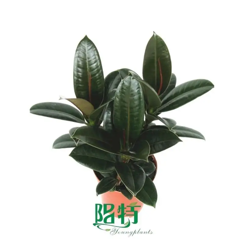 The Reasons Why We Love aglaonema aurora care