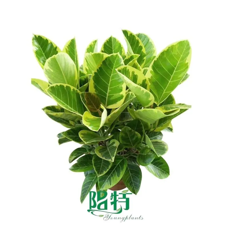 Foshan Youngplants - Wholesale Tray Plug Plants Supply Growers Variegated Rubber Tree Ficus altissima cv. Variegata 1
