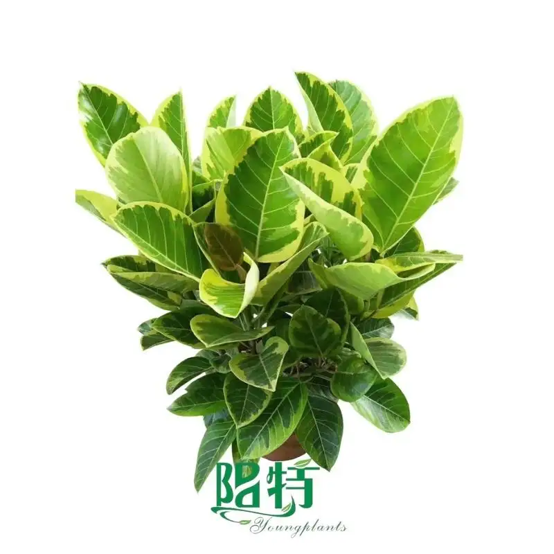 what is chinese evergreen lifespan | Youngplants