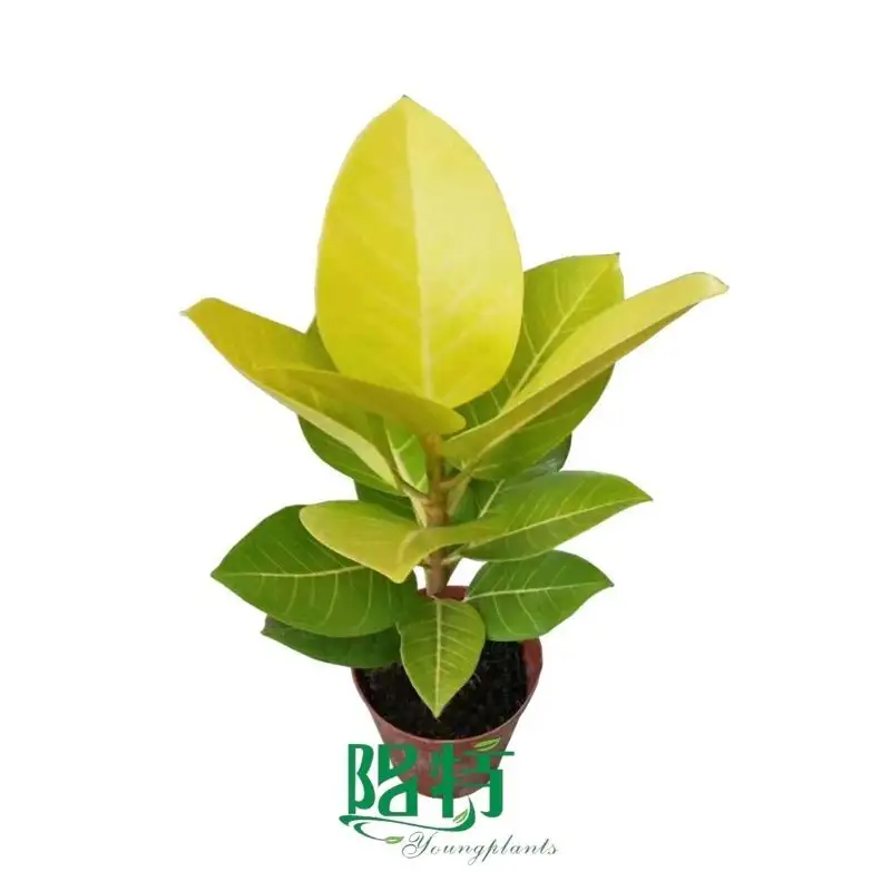 Fully Utilize chinese evergreen care To Enhance Your Business
