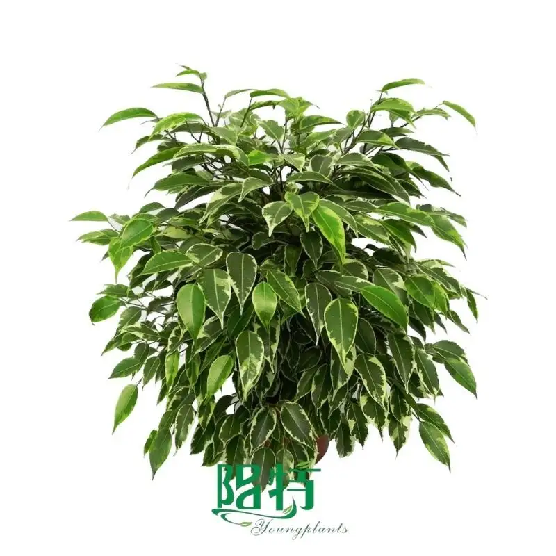 aglonema | Youngplants