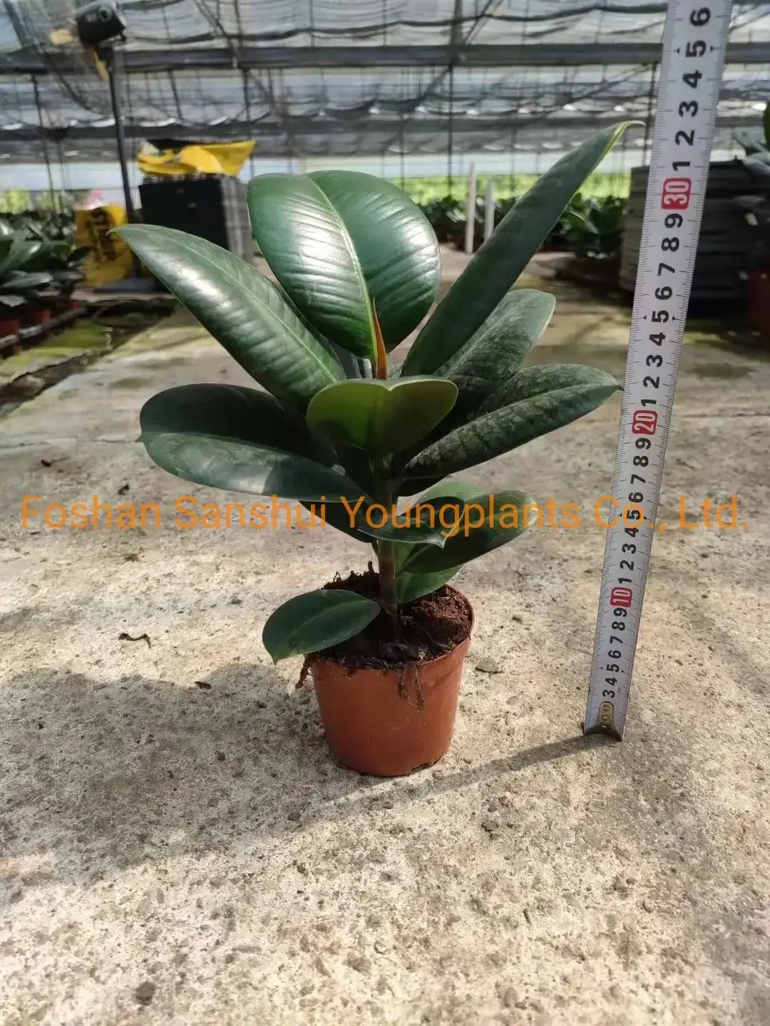 Variegated Ficus elastica 'Sofia' - Easy Care Rubber Tree Bonsai 4