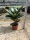 Variegated Ficus elastica 'Sofia' - Easy Care Rubber Tree Bonsai 4