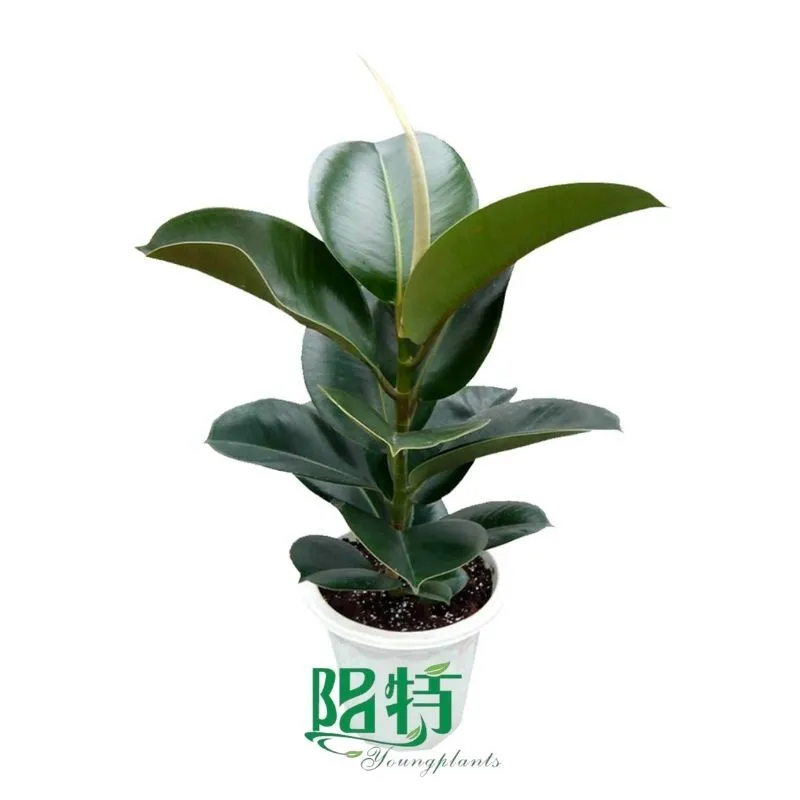 Foshan Youngplants - Wholesale Tray Plug Plants Supply Growers Nursery Rubber Tree Ficus elastica 'Sofia' 1