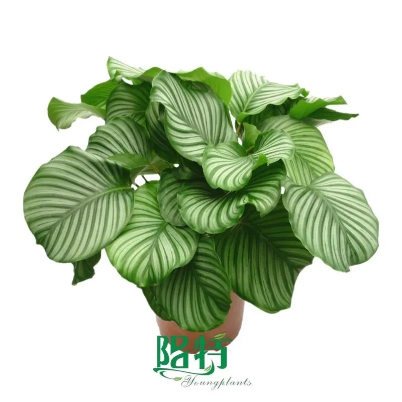 Foshan Youngplants - Wholesale Tray Plant Plugs Supply Growers Nurseries Calathea orbifolia 1