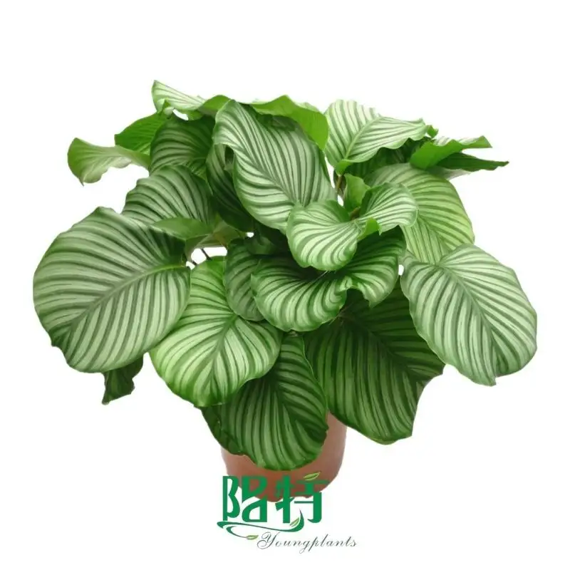 The Reasons Why We Love chinese evergreen aglaonema plant