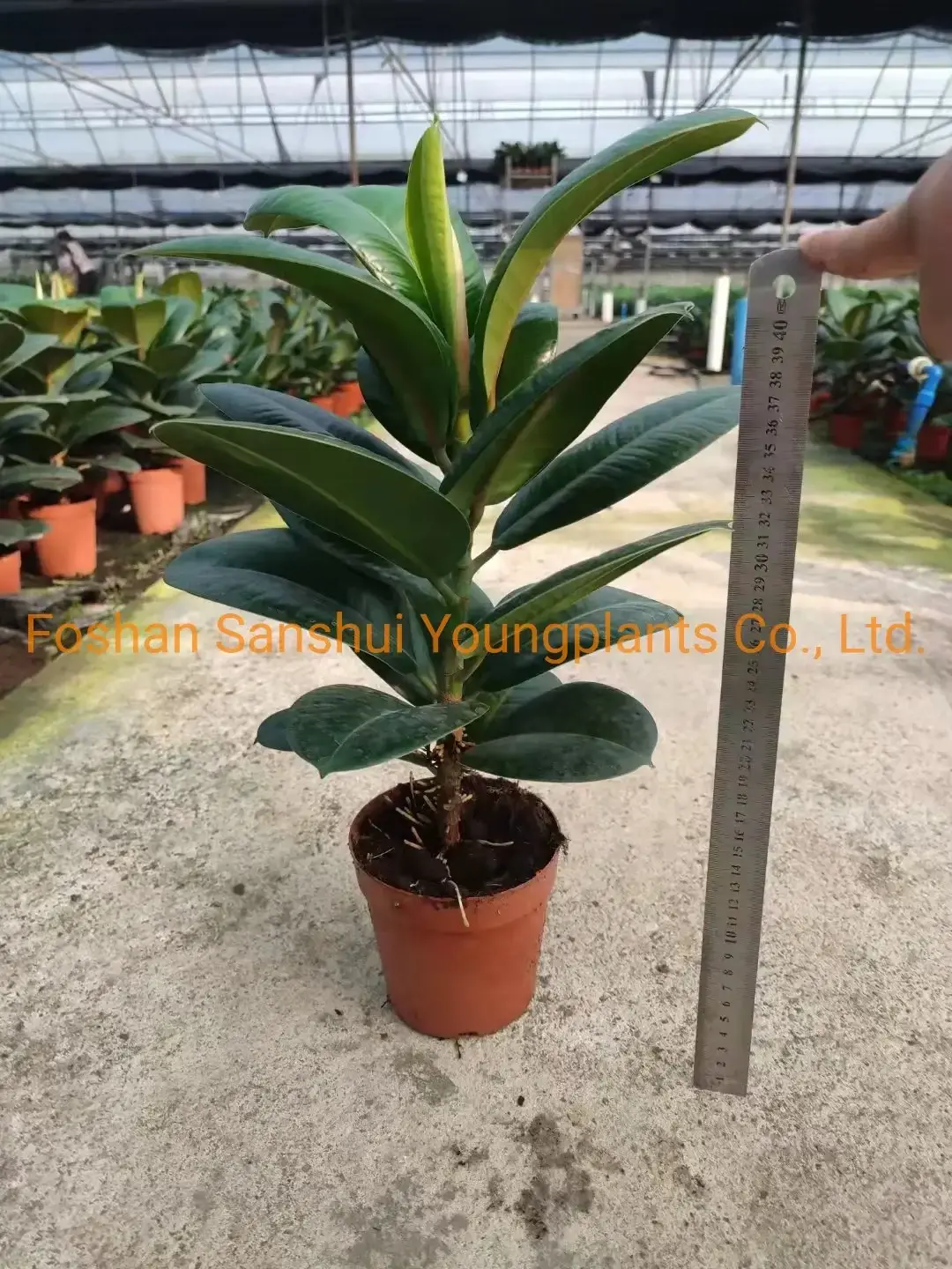 Variegated Ficus elastica 'Sofia' - Easy Care Rubber Tree Bonsai 6