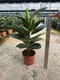 Variegated Ficus elastica 'Sofia' - Easy Care Rubber Tree Bonsai 6