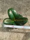 Variegated Ficus elastica 'Sofia' - Easy Care Rubber Tree Bonsai 3