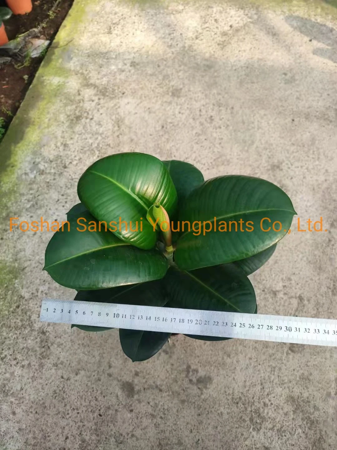 Bonsaï Ficus benjamina à prix de gros | Jeunes plants 7