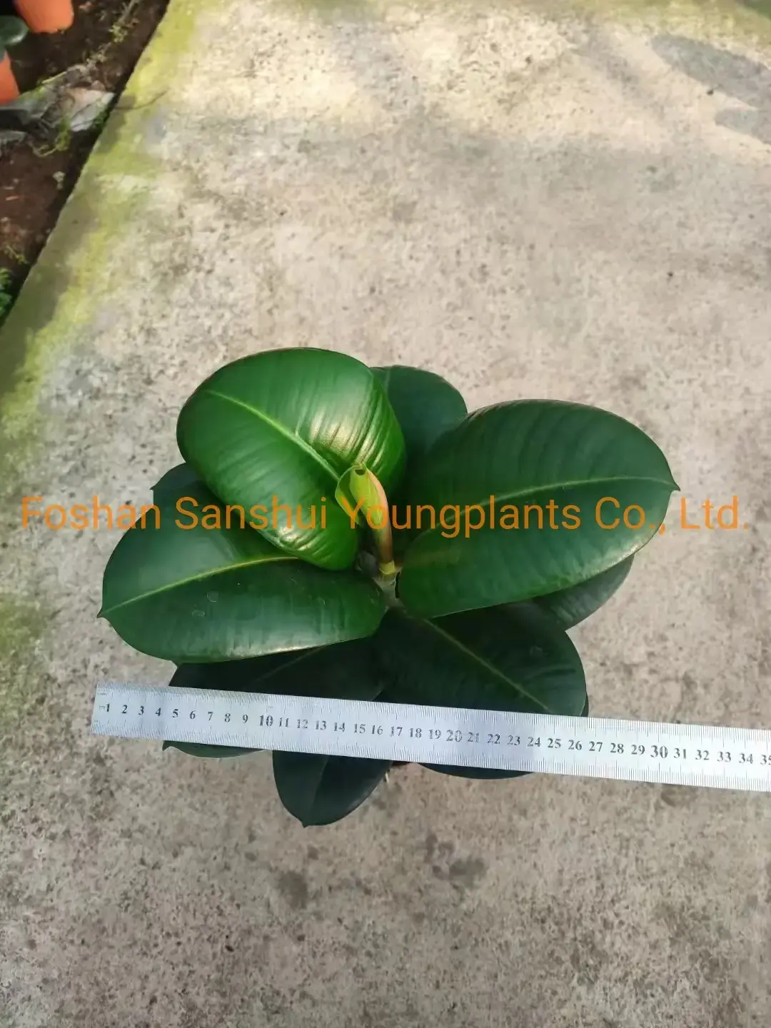 Variegated Ficus elastica 'Sofia' - Easy Care Rubber Tree Bonsai 5