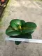 Variegated Ficus elastica 'Sofia' - Easy Care Rubber Tree Bonsai 5