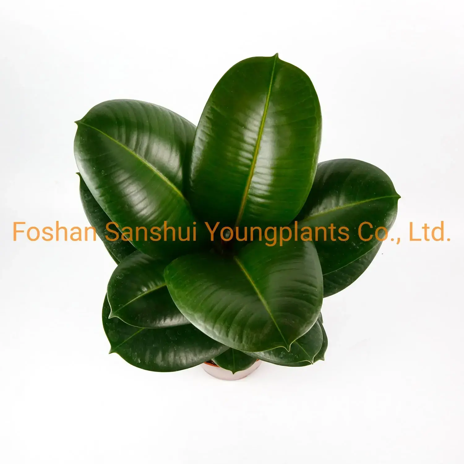 Variegated Ficus elastica 'Sofia' - Easy Care Rubber Tree Bonsai 2