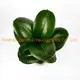 Variegated Ficus elastica 'Sofia' - Easy Care Rubber Tree Bonsai 2