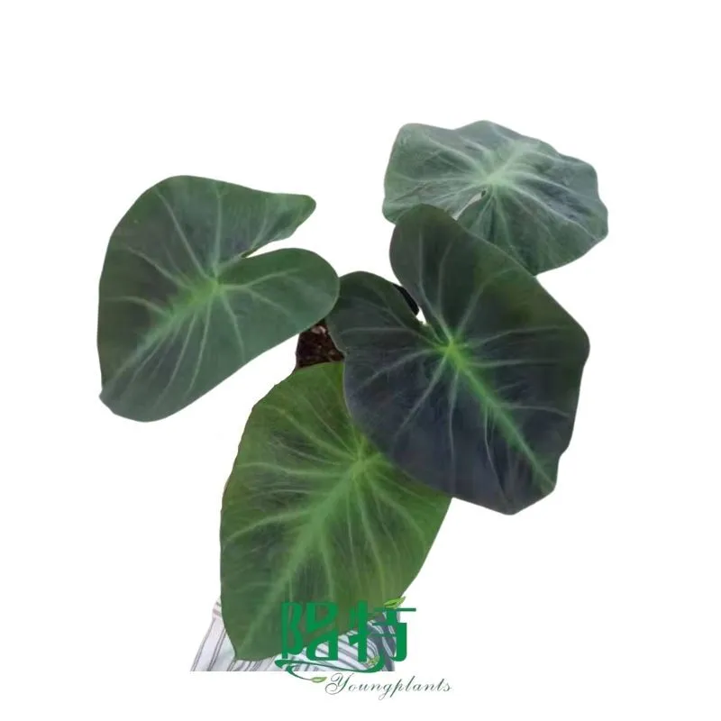 Foshan Youngplants - Colocasia Illustris Tissue Culture Live Natural Plant From Nursery Wholesale Others Alocasia 1