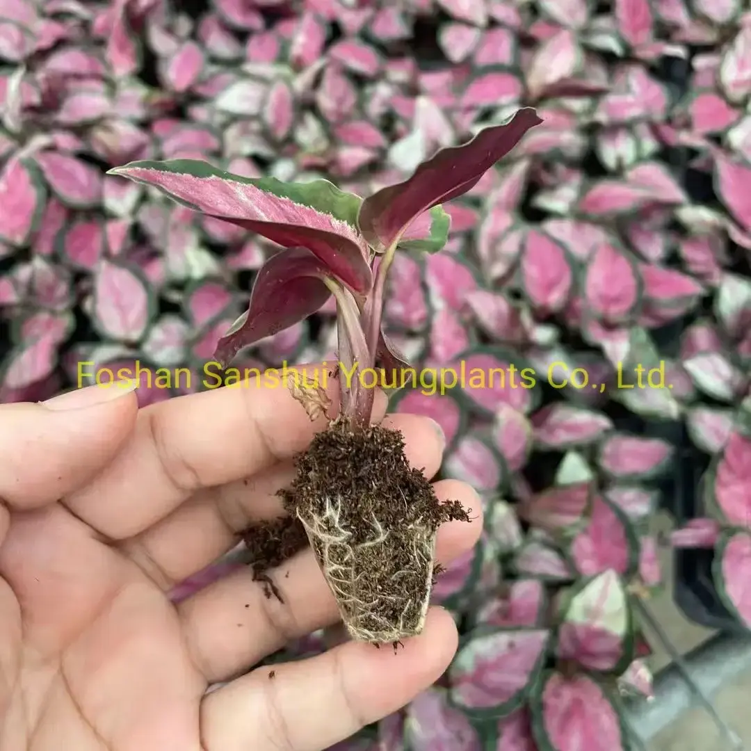 Calathea Tray Plants - Top Quality Prayer Plants 2