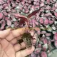 Calathea Tray Plants - Top Quality Prayer Plants 2