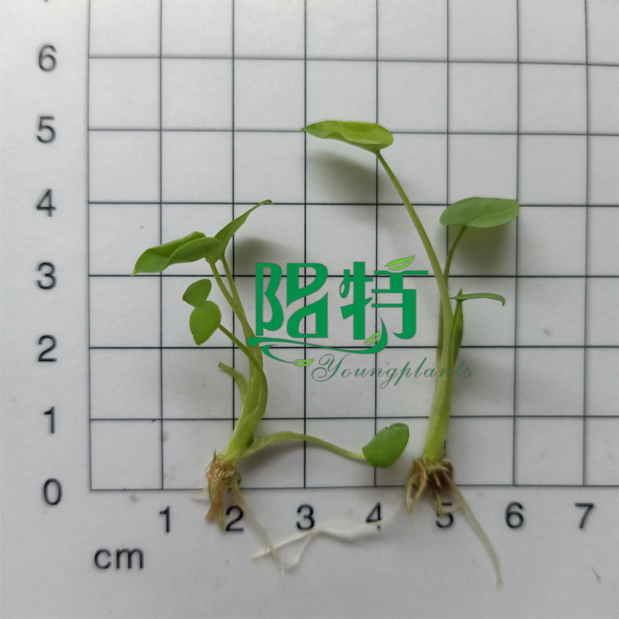 i-alocasia portodora ku-Wholesale Amanani | Izitshalo ezincane 3