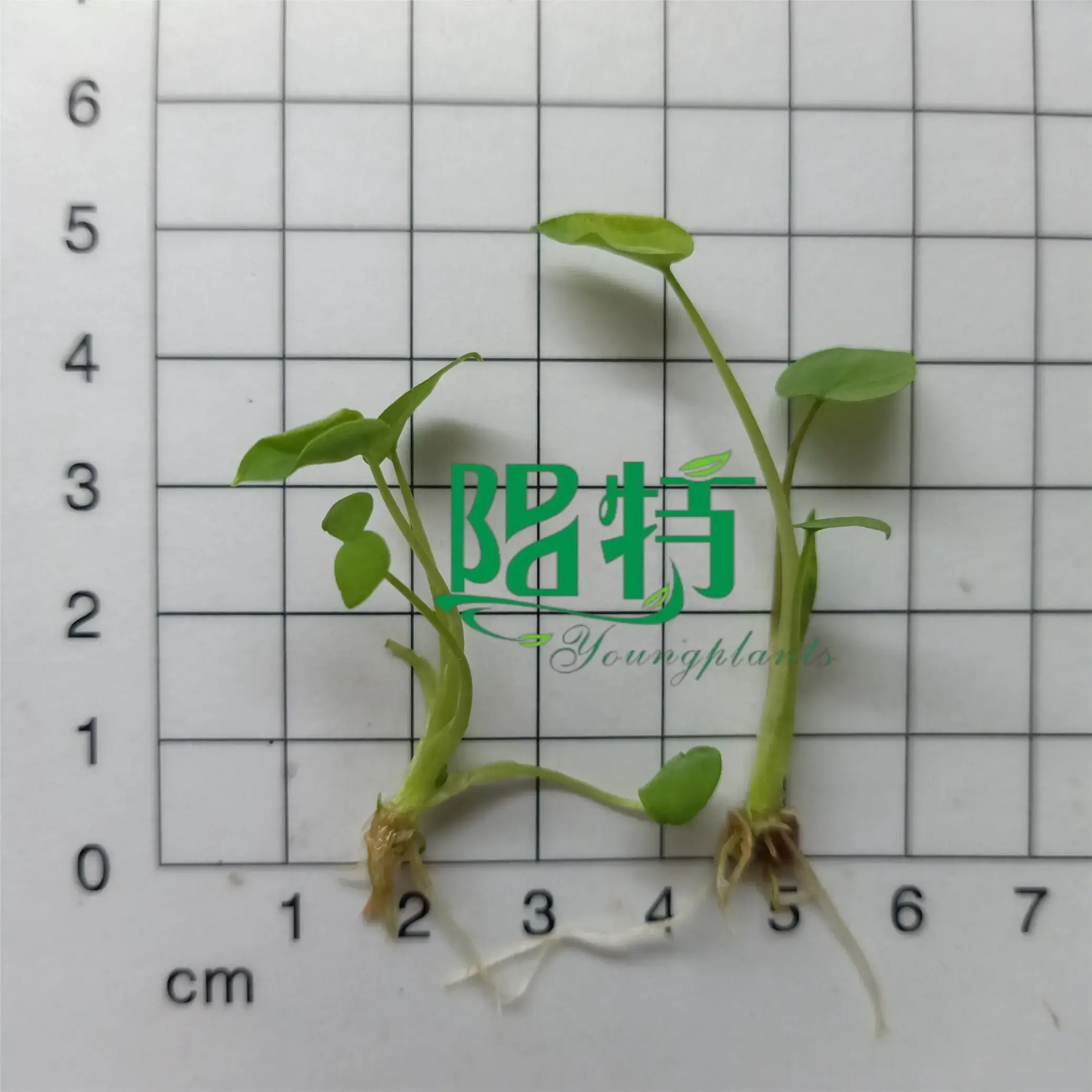 alocasia portodora at Wholesale Prices | Youngplants 2
