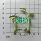 alocasia portodora at Wholesale Prices | Youngplants 2