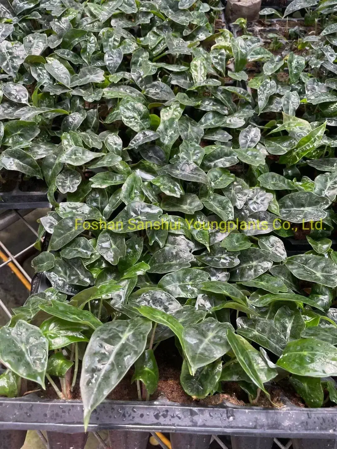 Custom alocasia portodora Suppliers Manufacturer | Youngplants 3