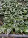 Custom alocasia portodora Suppliers Manufacturer | Youngplants 3