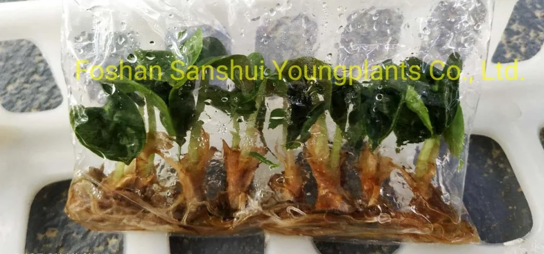 Tissue Culture Alocasia Polly Mini Size Real Natural Live Plant