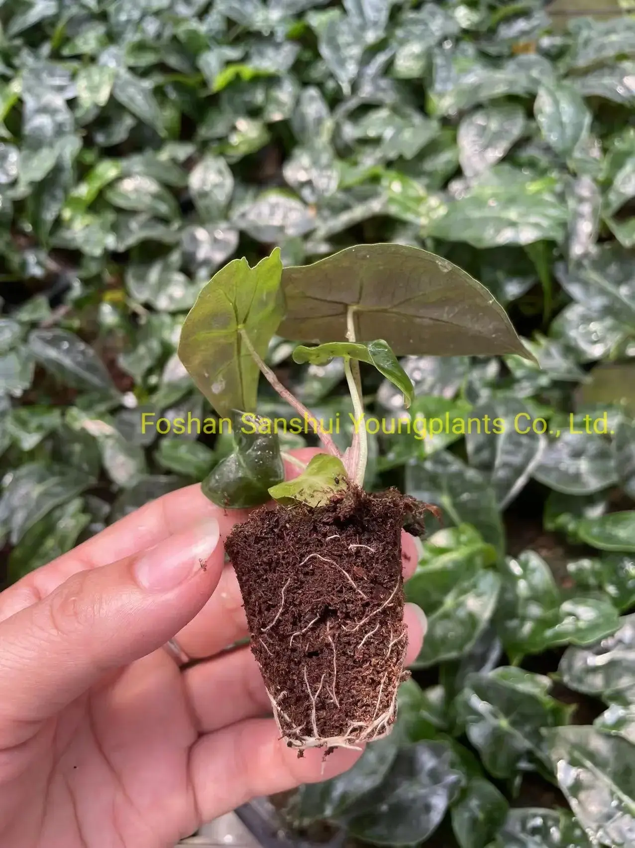 Custom alocasia portodora Suppliers Manufacturer | Youngplants 2