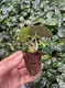Custom alocasia portodora Suppliers Manufacturer | Youngplants 2