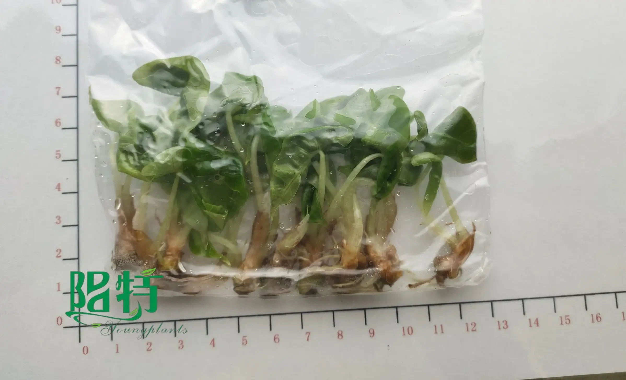 Foshan Youngplants - Tissue Culture Alocasia Polly Mini Size Real Natural Live Plant Others Alocasia 1