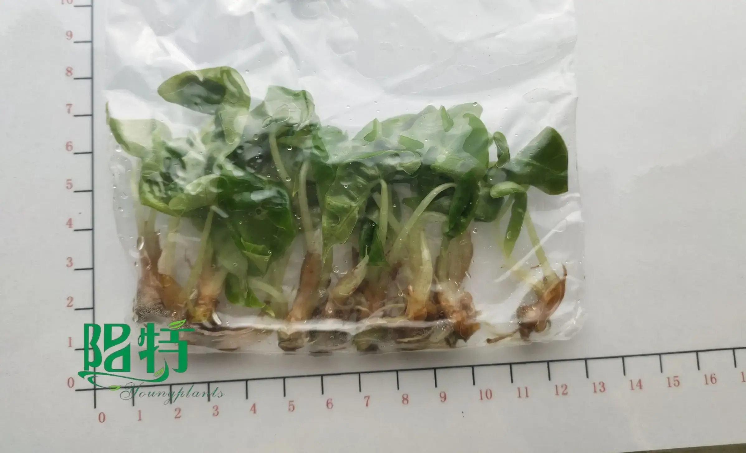 The Reasons Why We Love aglaonema seed propagation
