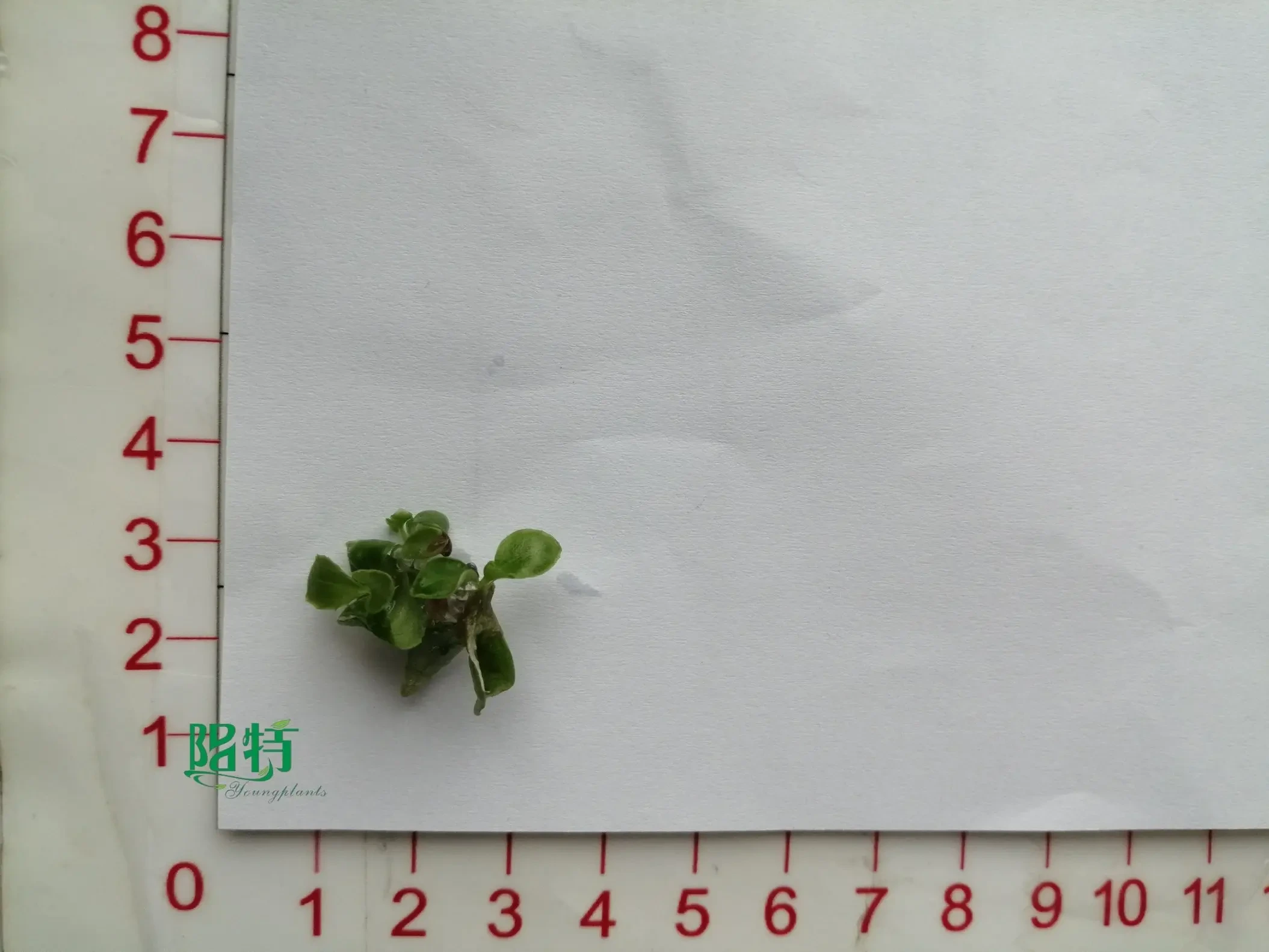 Foshan Youngplants - Tissue Culture Plug Tray Flowering Plant Medinilla Others Alocasia 1